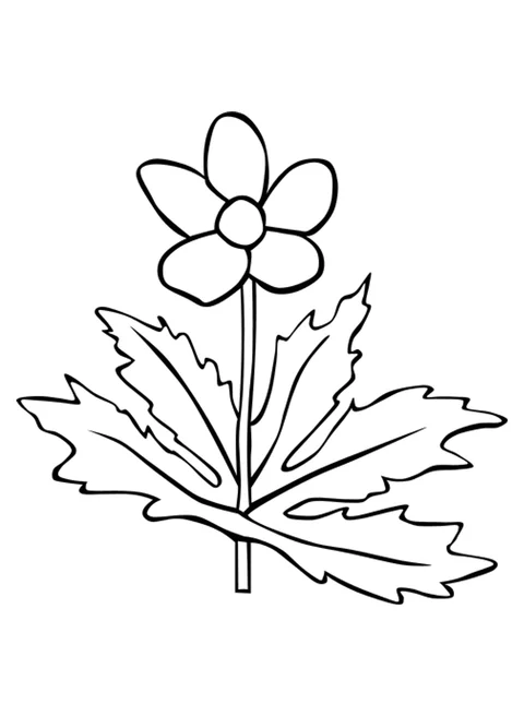 Лесная ветреница